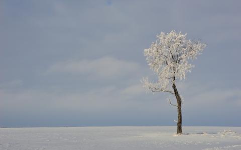 树，冬天，领域