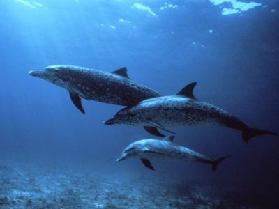 三只海豚，海洋