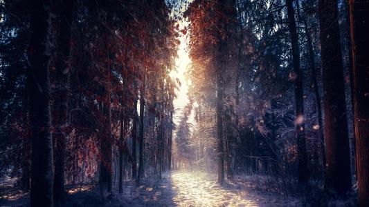 性质，秋季，森林，雪，美丽