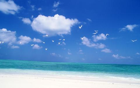 天蓝色的海洋，海鸥，鸟，天空，海岸
