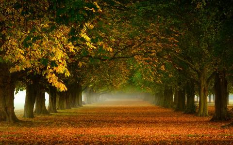 自然，秋天，胡同，美丽，黄色，地毯