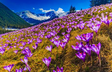 阿尔卑斯山，番红花，鲜花，山