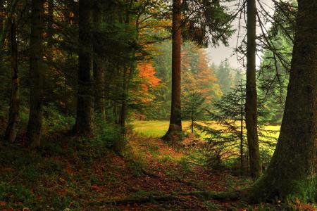 性质，秋季，森林，树木，云杉