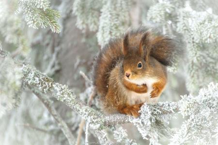 松鼠，树，冷杉，分支机构，冬季，雪，照片，Jorn Allan Pedersen
