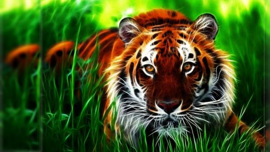 老虎，猫，捕食者，3d，主题，大自然，photoshop