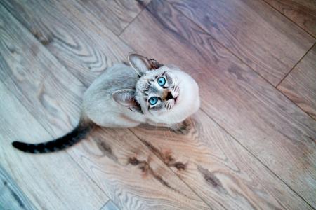 猫，猫，暹罗，蓝色的眼睛，脸，看