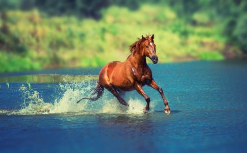 动物，马，马，性质，喷雾，运行，水，夏天，太阳，河