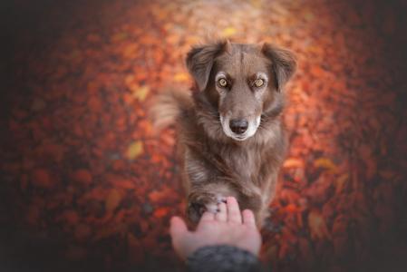 动物，狗，性质，秋季，手，叶子