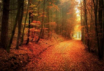 森林，路，秋季，叶子，美女，树木