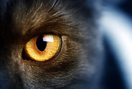 猫，眼睛，捕食者，看