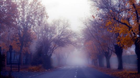 秋天的路，树，雾