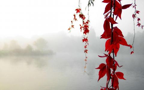 秋天，叶子，雾，湖