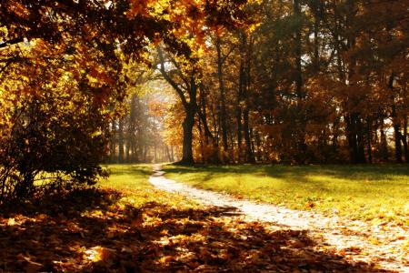 性质，秋季，树木，公园，径