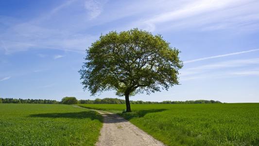 孤独的树，蓬松的树叶，路径