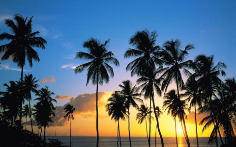 日落，海洋，沙滩，棕榈树