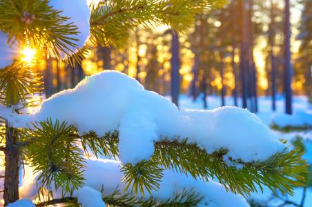 冬天，森林，松树，树枝，雪，太阳，光线