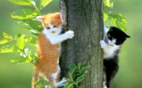 猫，小猫，树，树叶