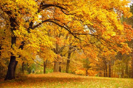 公园，秋天，森林，树木，林间空地