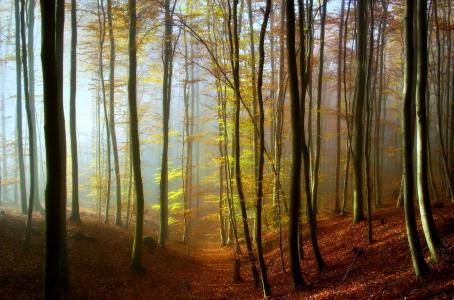 密集，森林，树木，路径，太阳，美女，秋季，金色的秋天