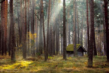 森林，阴霾，阳光，小屋，照片，Galichnikov德米特里
