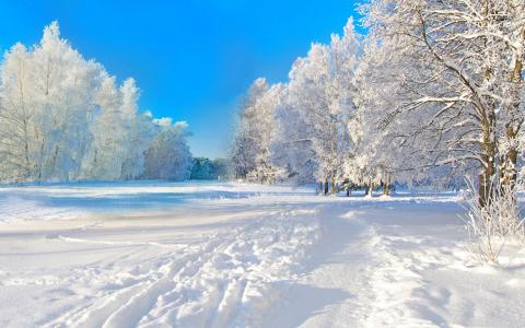 冬天的时候，雪，树，冬季，阳光灿烂的日子，自然，美丽