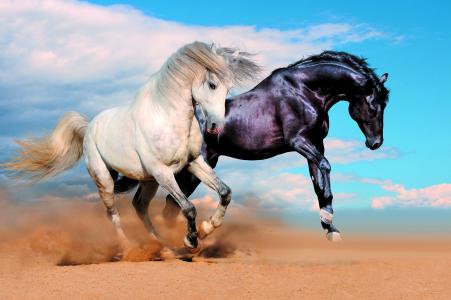 马匹，夫妇，白色，黑色，运行，尘土，沙，天空，云