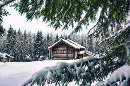 树，雪，树枝，冬天，冷杉，房子，爪子，针