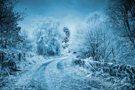 路，树，雪，冬天