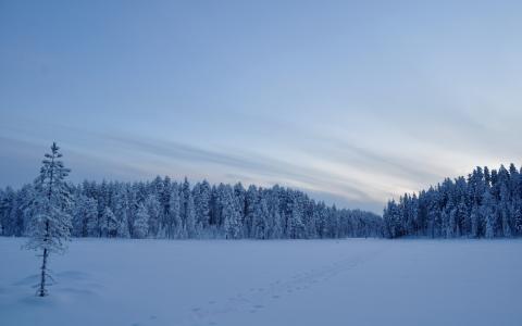 雪，树，冬天，领域