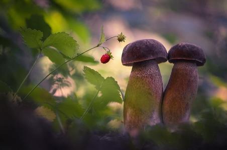 蘑菇，草莓