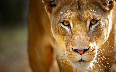 狮子，狮子，野生动物园，非洲，热，自然