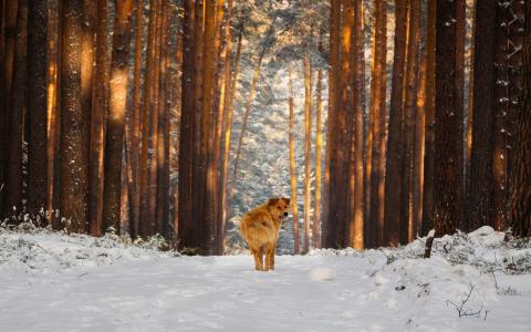 冬天，森林，松，足迹，雪，狗