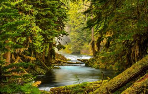 自然，山河，森林，山，美丽