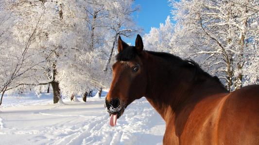 性质，马，冬天，照片，积极