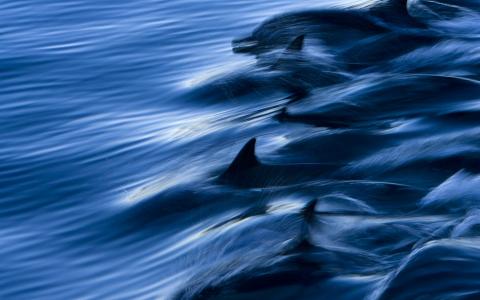 海豚，水，海，速度，喷雾