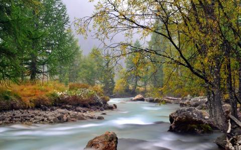 河，树木，森林，秋季，自然，雾