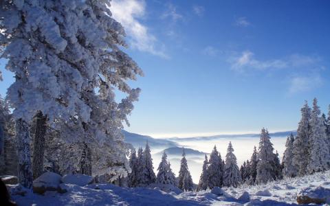 冬天，雪，大自然，山，森林