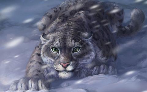 雪豹，图片，猫，捕食者，狩猎