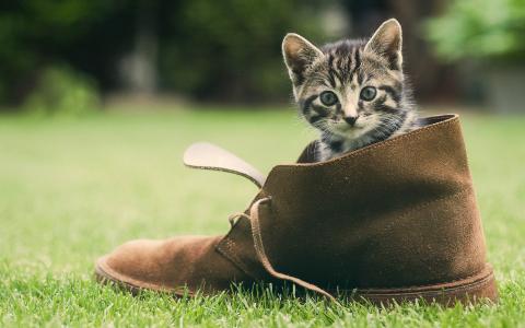 猫，草，鞋，绿党，脸，小猫