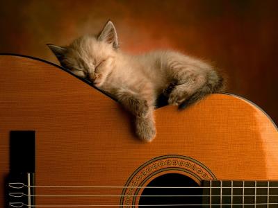 小猫，吉他，甜美的梦，摇曳的脚