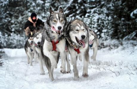 罗兰·詹森，动物，狗，哈士奇，马具，冬天，雪