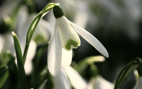 雪花莲，白色生物，茎
