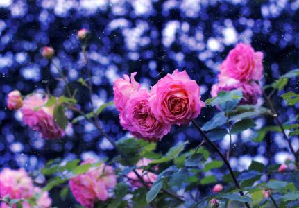 玫瑰，粉红色，鲜花，眩光