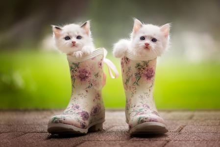 动物，小猫，布娃娃，布娃娃，靴子，靴子，Monika Koc