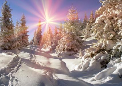自然，景观，Transcarpathia，冬季，雪，树，冷杉，太阳，光线