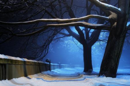 晚上，灯笼，雪，树