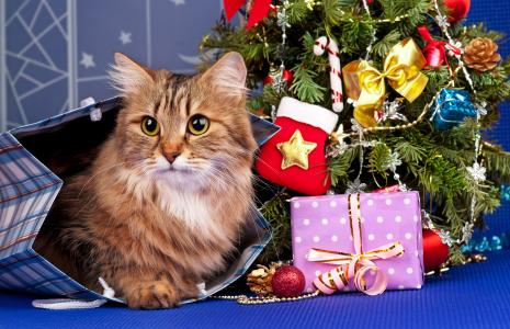 动物，猫，猫，树，新的一年，玩具，框，礼物，包