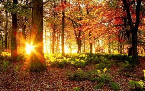 性质，秋季，森林，树木，蕨类，太阳，射线