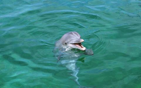 海豚，微笑，幸福的脸