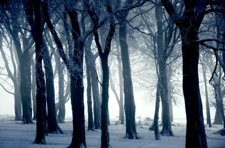 雪，冬天，树木，性质